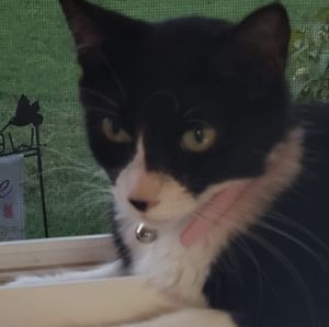 Meet your Posher, Shirley